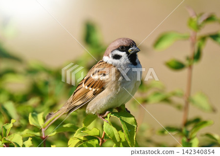 麻雀(Sparrow)-秋天的景象 麻雀(Sparrow)-秋天的景象 142340854
