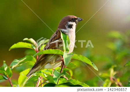 Sparrow (Sparrow) - Image of autumn Sparrow (Sparrow) - Image of autumn 142340857