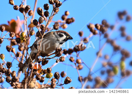 Sparrow (Sparrow) - Image of autumn Sparrow (Sparrow) - Image of autumn 142340861