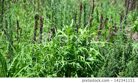 Vacant land, wasteland, weeds, land, vacant lot Vacant land, wasteland, weeds, land, vacant lot 142341151