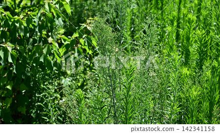 Vacant land, wasteland, weeds, land, vacant lot Vacant land, wasteland, weeds, land, vacant lot 142341158