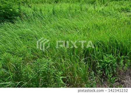 Vacant land, wasteland, weeds, land, vacant lot Vacant land, wasteland, weeds, land, vacant lot 142341232
