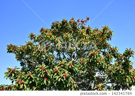 Ilex rotunda (also considered a lucky charm, symbolizing "getting rich without hardship") Ilex rotunda (also considered a lucky charm, symbolizing "getting rich without hardship") 142341784