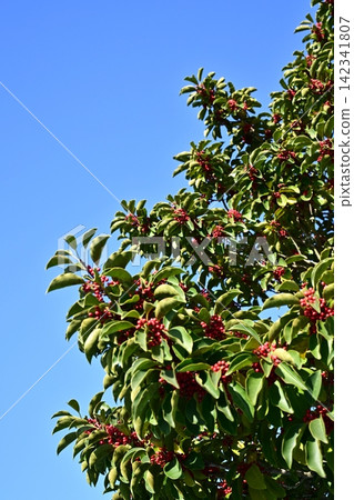 Ilex rotunda (also considered a lucky charm, symbolizing "getting rich without hardship") Ilex rotunda (also considered a lucky charm, symbolizing "getting rich without hardship") 142341807