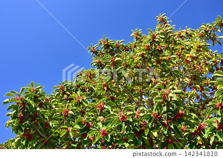 Ilex rotunda (also considered a lucky charm, symbolizing "getting rich without hardship") Ilex rotunda (also considered a lucky charm, symbolizing "getting rich without hardship") 142341810