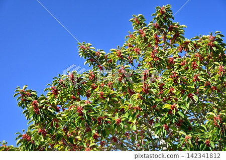 Ilex rotunda (also considered a lucky charm, symbolizing "getting rich without hardship") Ilex rotunda (also considered a lucky charm, symbolizing "getting rich without hardship") 142341812