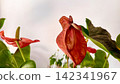 Red Anthurium Flowers and Green Leaves with Soft Background and Copy Space 142341967