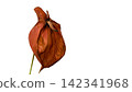 Wilted Red Anthurium Flower Isolated on White Background with Copy Space 142341968
