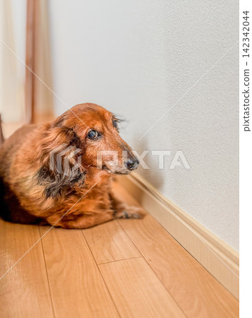 A dog staring intently near the wall A dog staring intently near the wall 142342044