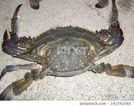 已捕捉上岸的藍蟹(Portunus trituberculatus)。 已捕捉上岸的藍蟹(Portunus trituberculatus)。 142342068