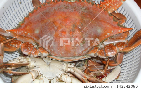 煮藍蟹 煮藍蟹 142342069