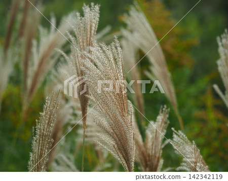 Miscanthus (for autumn image and Japanese culture) 142342119