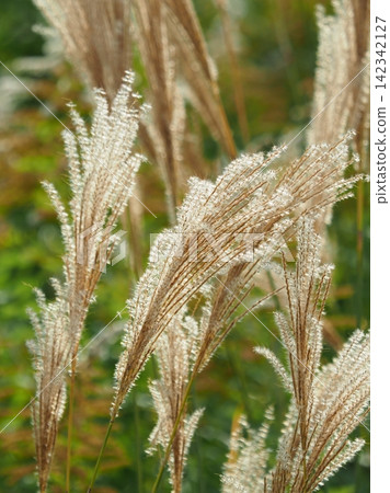 Miscanthus (for autumn image and Japanese culture) Miscanthus (for autumn image and Japanese culture) 142342127