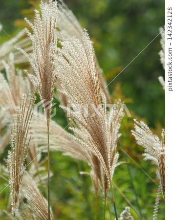 Miscanthus (for autumn image and Japanese culture) Miscanthus (for autumn image and Japanese culture) 142342128