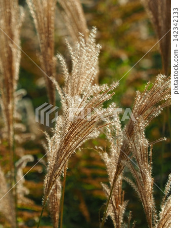 Miscanthus (for autumn image and Japanese culture) Miscanthus (for autumn image and Japanese culture) 142342133