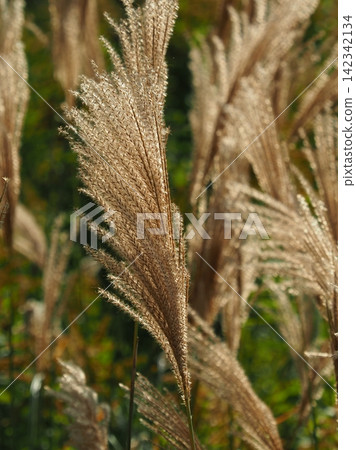 Miscanthus (for autumn image and Japanese culture) Miscanthus (for autumn image and Japanese culture) 142342134