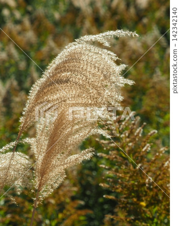 Miscanthus (for autumn image and Japanese culture) Miscanthus (for autumn image and Japanese culture) 142342140