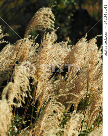 Miscanthus (for autumn image and Japanese culture) Miscanthus (for autumn image and Japanese culture) 142342141