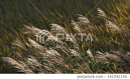 Miscanthus (for autumn image and Japanese culture) Miscanthus (for autumn image and Japanese culture) 142342148