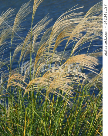 Miscanthus (for autumn image and Japanese culture) Miscanthus (for autumn image and Japanese culture) 142342157