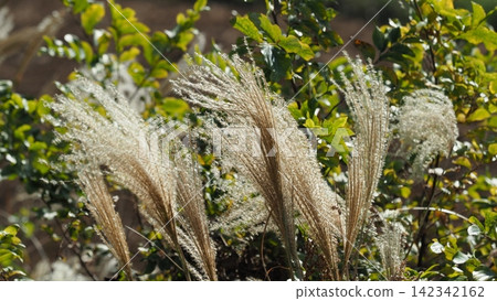 Miscanthus (for autumn image and Japanese culture) Miscanthus (for autumn image and Japanese culture) 142342162
