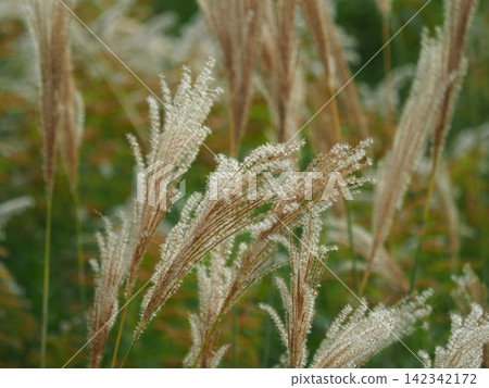 Miscanthus (for autumn image and Japanese culture) Miscanthus (for autumn image and Japanese culture) 142342172
