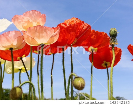 Colorful poppies and buds blooming under the blue sky Colorful poppies and buds blooming under the blue sky 142342185