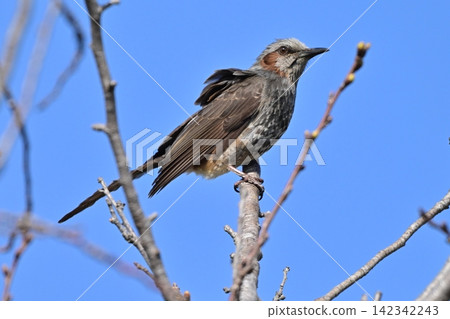 Bulbul Bulbul 142342243