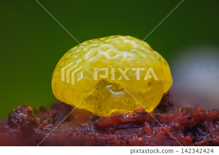 Honeycomb Coral Slime Mold. it's a small protist organism Honeycomb Coral Slime Mold. it's a small protist organism 142342424