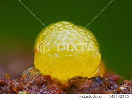 Honeycomb Coral Slime Mold. it's a small protist organism Honeycomb Coral Slime Mold. it's a small protist organism 142342425