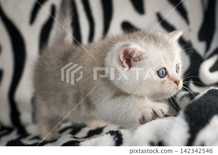 Close up profile portrait of a cute white kitten looking sideways Close up profile portrait of a cute white kitten looking sideways 142342546
