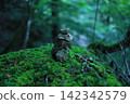 鵝卵石被苔蘚吞噬 142342579