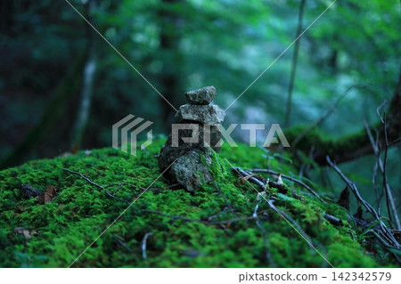 鵝卵石被苔蘚吞噬 鵝卵石被苔蘚吞噬 142342579