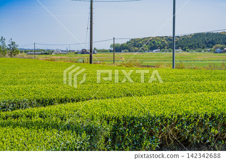 袋井市(靜岡縣)三河茶園的風景 袋井市(靜岡縣)三河茶園的風景 142342688