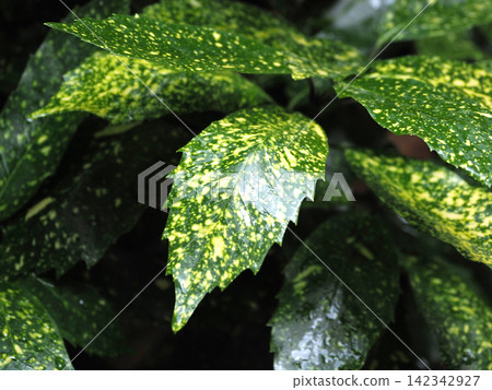Aucuba japonica (variegated aucuba) with water droplets Aucuba japonica (variegated aucuba) with water droplets 142342927