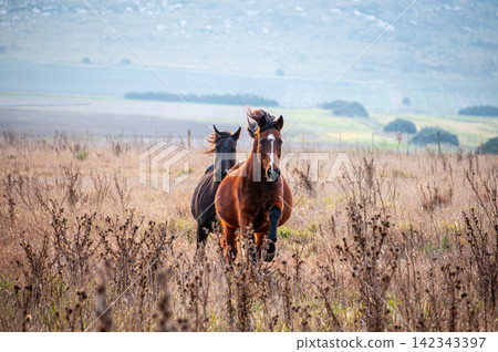 Chestnut and dark horses galloping forward in the Argentine countryside Chestnut and dark horses galloping forward in the Argentine countryside 142343397