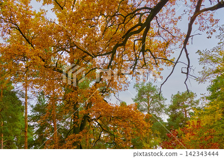 Autumn calmness mood.Oak tree in colorful foliage Autumn calmness mood.Oak tree in colorful foliage 142343444