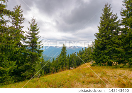 hill with coniferous forest on a meadow in mountains of Ukraine. Synevyr national park landscape, Transcrpathia in autumn. spruce trees under and overcast sky. view in to thee valley hill with coniferous forest on a meadow in mountains of Ukraine. Synevyr national park landscape, Transcrpathia in autumn. spruce trees under and overcast sky. view in to thee valley 142343490