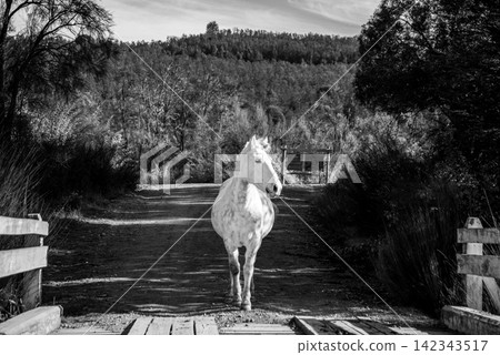 White horse on a rustic bridge at Lago Hess, Patagonia, Argentina White horse on a rustic bridge at Lago Hess, Patagonia, Argentina 142343517