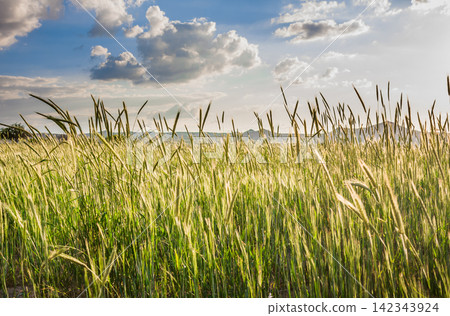 field with cereal field with cereal 142343924