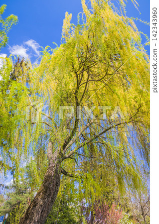 trees in autumn trees in autumn 142343960