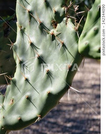 Long Spines and Areoles on Green Prickly Pear Cactus Pad Long Spines and Areoles on Green Prickly Pear Cactus Pad 142344090