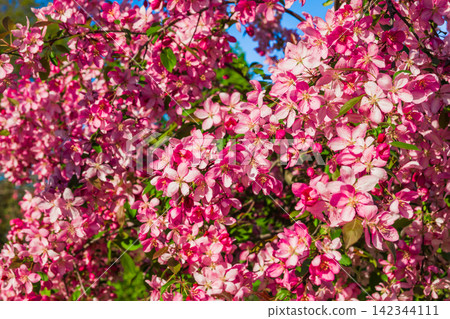 Pink apple blossom in spring time for postcard or banner. Nature background. Soft focus. Beautiful floral spring abstract background of nature Pink apple blossom in spring time for postcard or banner. Nature background. Soft focus. Beautiful floral spring abstract background of nature 142344111