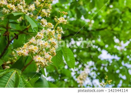 Inflorescence with white flowers of the horse chestnut tree with Inflorescence with white flowers of the horse chestnut tree with 142344114