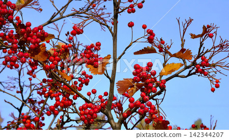 Healthy useful.Autumn viburnum bush with bright red berries Healthy useful.Autumn viburnum bush with bright red berries 142344207
