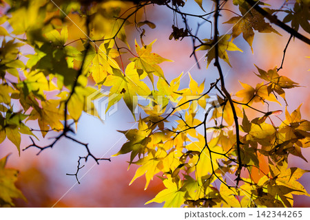 Autumn leaves of Hokkaido 142344265