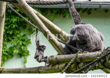 Family of Silvery gibbon, Hylobates moloch in a German park 142344413