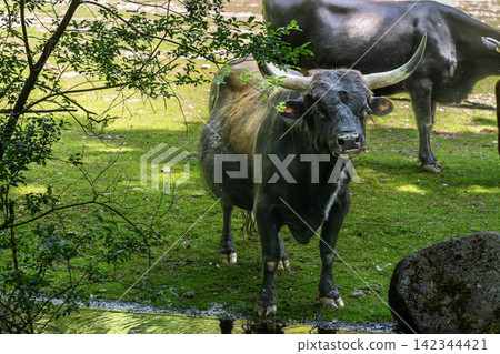 Heck cattle, Bos primigenius taurus or aurochs in a German park Heck cattle, Bos primigenius taurus or aurochs in a German park 142344421
