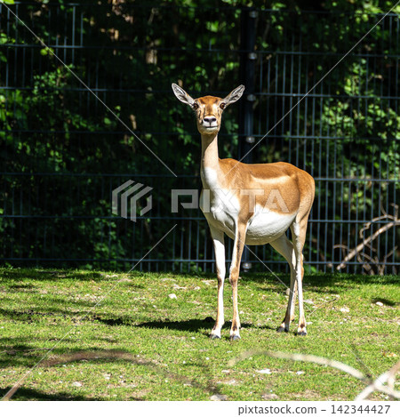 Indian Blackbuck family, Antelope cervicapra or Indian antelope. 142344427