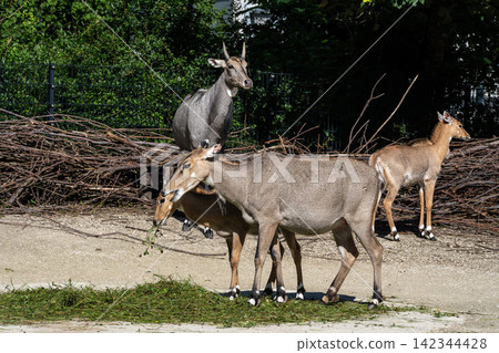 The nilgai or blue cow. Boselaphus tragocamelus is the largest Asian antelope The nilgai or blue cow. Boselaphus tragocamelus is the largest Asian antelope 142344428